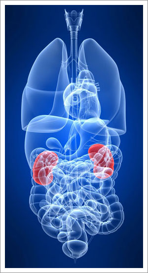 Internal Organs with Kidneys Highlighted